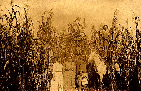 corncrop.jpg