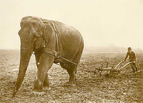 elephantplow.jpg